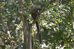 Callithrix flaviceps