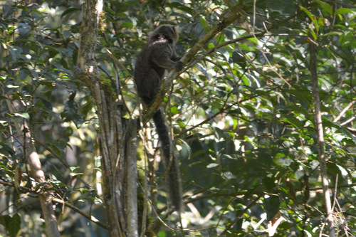 Callithrix flaviceps