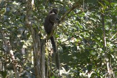 Callithrix flaviceps