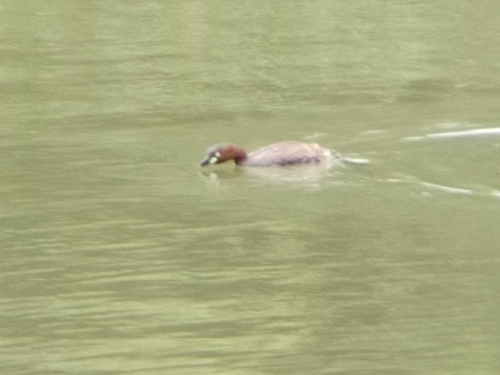 Little Grebe