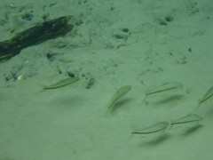 Characiformes