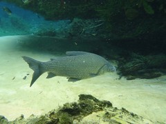 Characiformes