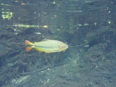 Characiformes