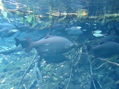 Colossoma macropomum