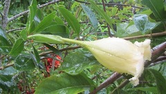 Solandra grandiflora