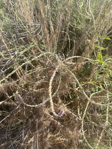 iNaturalist observation photo of vervains