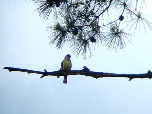 Collared Finchbill