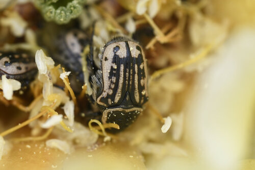 Kern's Flower Scarab photo 4