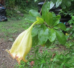 Solandra grandiflora