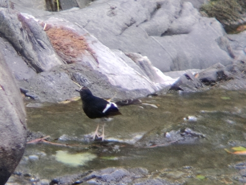 White-crowned Forktail