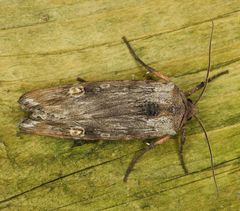 Lithomoia germana