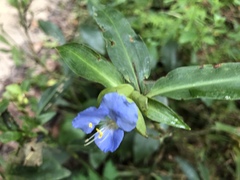 Commelina virginica