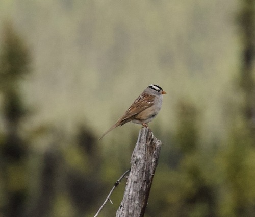 White-crowned Sparrow photographed in Alaska