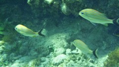 Haemulon carbonarium