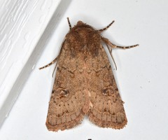 Protorthodes incincta
