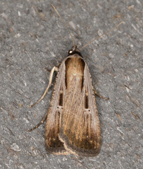 Tathorhynchus exsiccata
