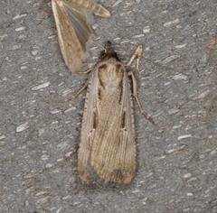 Tathorhynchus exsiccata