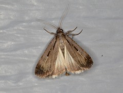 Tathorhynchus exsiccata