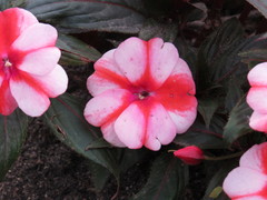 Impatiens hawkeri