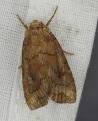 Eriopygini