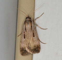 Tathorhynchus exsiccata