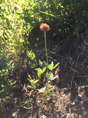 Trifolium longipes