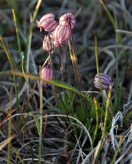 Silene uralensis