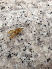 Panorpodes komaensis