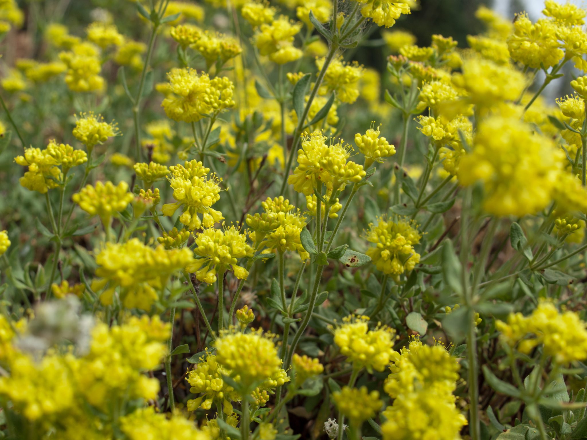 Eriogonum umbellatum var. furcosum