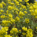 Sierra Nevada Sulphur Flower - Photo (c) Franco Folini, some rights reserved (CC BY)