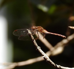 Sympetrum vicinum