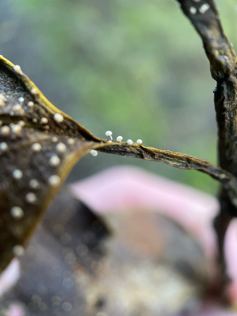 Physalacria stilboidea · June 2025 · photo: © crellow (iNaturalist, cc0)