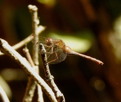 Sympetrum vicinum