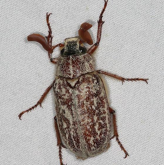 Spotted Warner Valley Dunes June Beetle