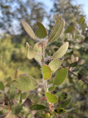 Arctostaphylos pilosula, photograph 4