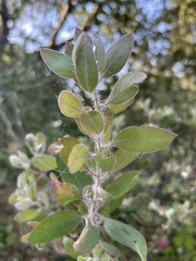 Arctostaphylos pilosula, photograph author not stated, no rights reserved