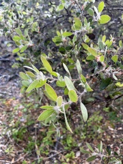 Arctostaphylos pilosula, photograph author not stated, no rights reserved