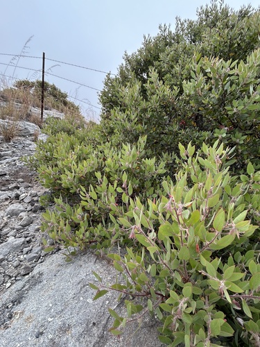 Santa Margarita manzanita (Arctostaphylos pilosula)