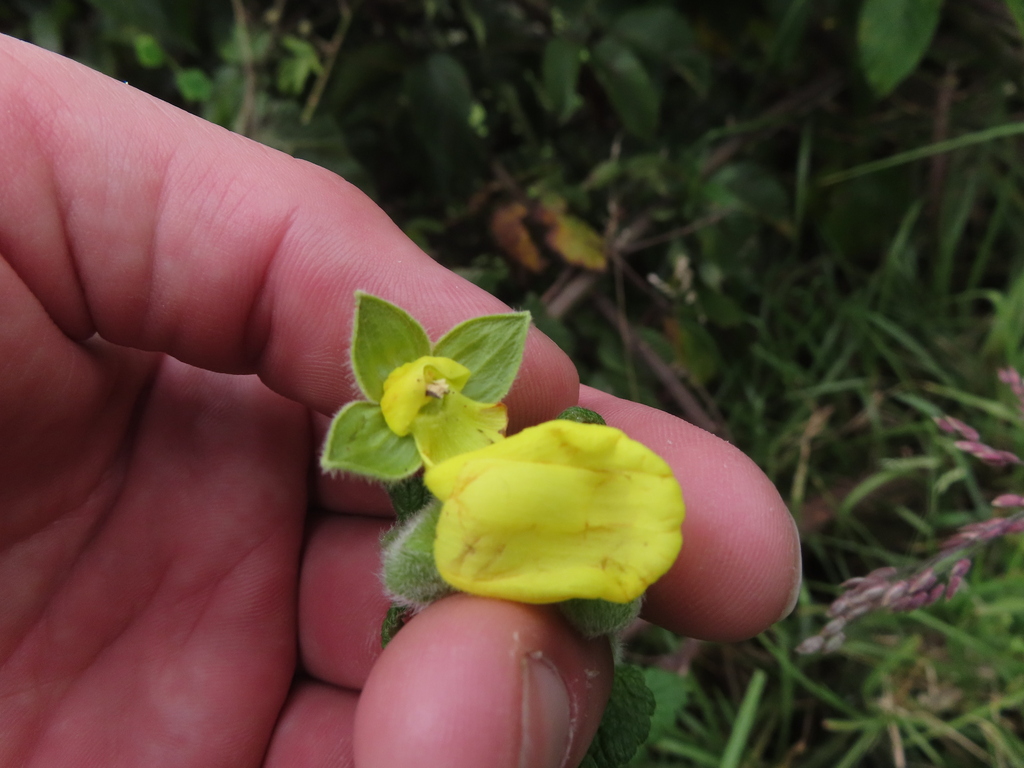 Calceolaria crenata; photograph (c) Eric Schmidt, some rights reserved (CC BY)