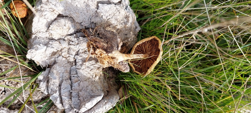 Agrocybe pediades · June 2025 · photo: © laurabm2020 (iNaturalist, cc-by)