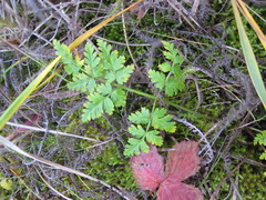 Conioselinum chinense