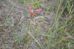 Agrostis vinealis