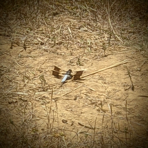 iNaturalist observation photo of Common Whitetail