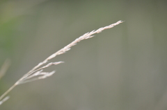 Agrostis vinealis