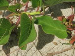 Ipomoea pes-caprae