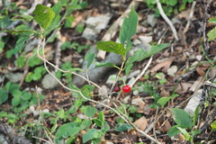 Lonicera alpigena