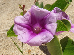 Ipomoea pes-caprae