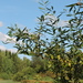 Almond Willow - Photo (c) Alexey P. Seregin, some rights reserved (CC BY-NC), uploaded by Alexey P. Seregin