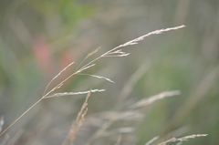 Agrostis vinealis