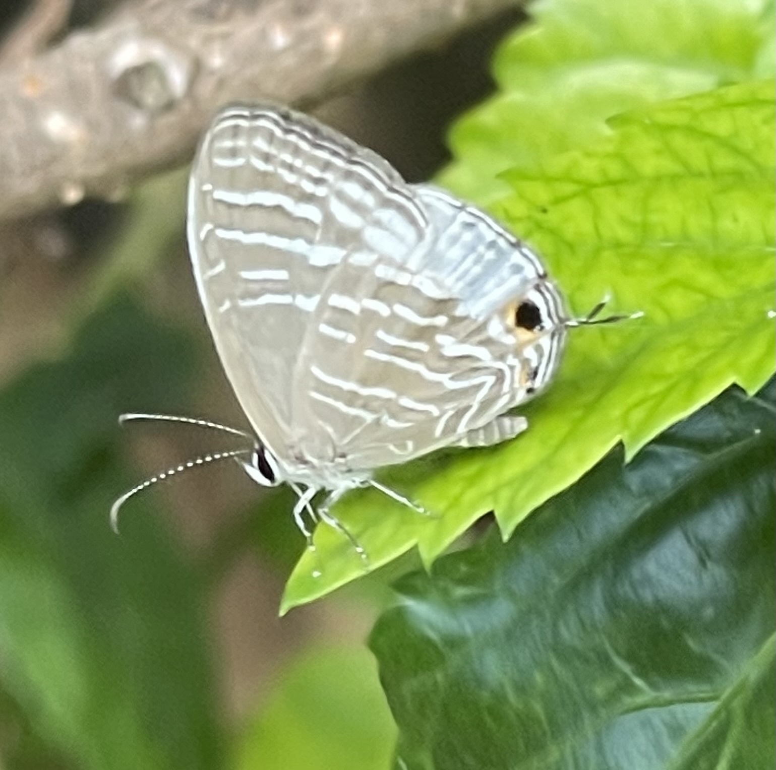 Common Cerulean